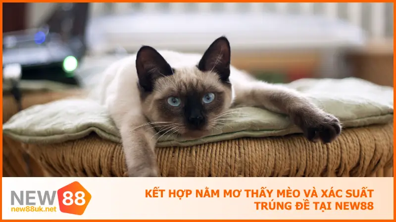 Kết hợp nằm mơ thấy mèo và xác suất trúng đề tại new88