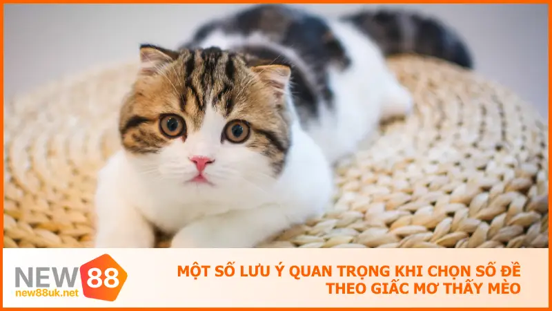 Một số lưu ý quan trọng khi chọn số đề theo giấc mơ thấy mèo
