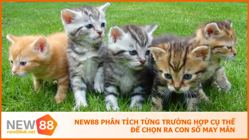 New88 phân tích từng trường hợp cụ thể để chọn ra con số may mắn