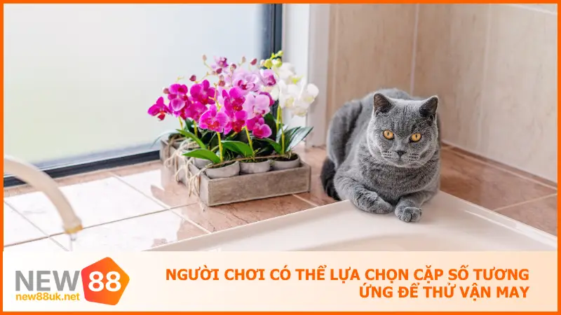 Người chơi có thể lựa chọn cặp số tương ứng để thử vận may